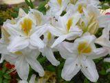 Azalia wielkokwiatowa  'Rhododendron' Biała