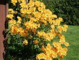 Azalia wielkokwiatowa  'Rhododendron' Golden Light