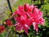 Azalia wielkokwiatowa  'Rhododendron' Homebush
