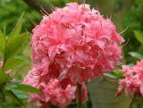Azalia wielkokwiatowa  'Rhododendron' Różowa
