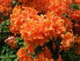 Azalia wielkokwiatowa  'Rhododendron' Pomarańczowa