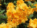 Azalia wielkokwiatowa  'Rhododendron' Żółta