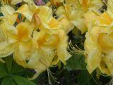 Azalia wielkokwiatowa  'Rhododendron' Golden Sunset Żółta