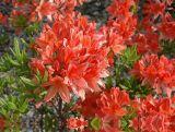 Azalia wielkokwiatowa  'Rhododendron' Feuwerk Krwista