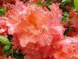 Azalia wielkokwiatowa  'Rhododendron' Sarina Łososiowa