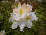 Azalia wielkokwiatowa  'Rhododendron' Schneegold