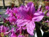 Azalia Japońska  'Rhododendron japonicum' Enzett Lilienstein