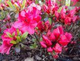Azalia Japońska  'Rhododendron japonicum' Rubinetta