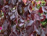 Buk  'Fagus' Purple Fountai