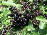 Bez  Czarny 'sambucus nigra' Sampo