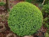 Bukszpan 'Buxus sempervirens' Do Formowania