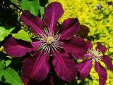 'Powojnik 'Clematis' Bordowy