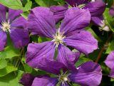 'Powojnik 'Clematis' Fioletowy