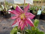 'Powojnik 'Clematis' Różowy