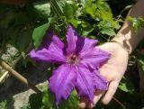 'Powojnik 'Clematis' Fioletowy ''Mega Kwiaty'' !!