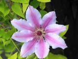 'Powojnik 'Clematis' Nelly Moser