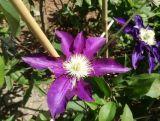 'Powojnik 'Clematis' Hakuookan