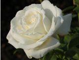 Róża Wielkokwiatowa 'Rosa' Biała Szlachetna