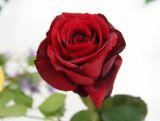 Róża Wielkokwiatowa 'Rosa' Bordowa