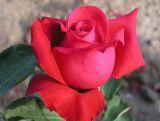 Róża Wielkokwiatowa 'Rosa' Czerwona Na Kwiat