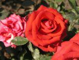 Róża Rabatowa 'Rosa multiflora' Czerwona Mini