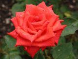 Róża Wielkokwiatowa 'Rosa' Czerwona Krwista