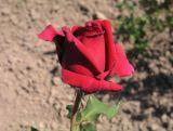 Róża Wielkokwiatowa 'Rosa' Czerwona Szlachetna
