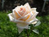 Róża Rabatowa 'Rosa multiflora' Ecri