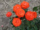 Róża Wielkokwiatowa 'Rosa' Pomarańczowa Pachnąca