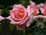 Róża Wielkokwiatowa 'Rosa' Różowa Aksamitna