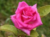 Róża Wielkokwiatowa 'Rosa' Różowa