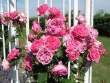 Róża Wielkokwiatowa 'Rosa' Różowa  Angielska