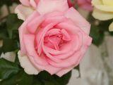 Róża Wielkokwiatowa 'Rosa' Różowa  Szalkowata