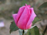 Róża Wielkokwiatowa 'Rosa' Różowa  Szlachetna