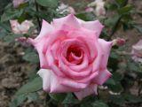Róża Wielkokwiatowa 'Rosa' Różowa  Z Oczkiem