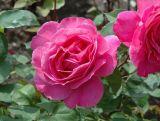 Róża Wielkokwiatowa 'Rosa' Peace