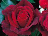 Róża Wielkokwiatowa 'Rosa' Mr. Lincoln