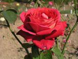 Róża Wielkokwiatowa 'Rosa'  Bicolette
