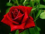 Róża Wielkokwiatowa 'Rosa'  Cygne Noir