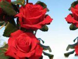 Róża Wielkokwiatowa 'Rosa'  Red Berlin