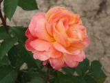 Róża Rabatowa 'Rosa multiflora' Pomarańczowa