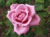 Róża Rabatowa 'Rosa multiflora' Różowa