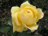 Róża Wielkokwiatowa 'Rosa' Żółta