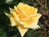 Róża Wielkokwiatowa 'Rosa' Żółta Pachnąca