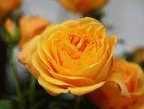 Róża Wielkokwiatowa 'Rosa' Żółta Rozetowa