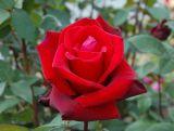 Róża Wielkokwiatowa 'Rosa'  Lichter Loch