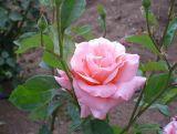 Róża Wielkokwiatowa 'Rosa'  Queen Elizabeth