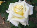 Róża Wielkokwiatowa 'Rosa'  Polar - Biała  z żółtym