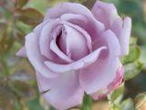Róża Pnąca 'Rosa arvensis'  Indigolette