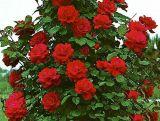 Róża Pnąca 'Rosa arvensis'  Muszimara